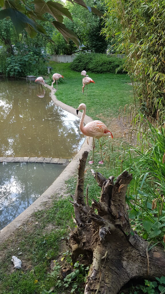 Auf der linken Bildseite befindet sich ein Teich; rechts ist eine Grasfläche, auf der in der Bildmitte sind mehrere Flamingos stehen.